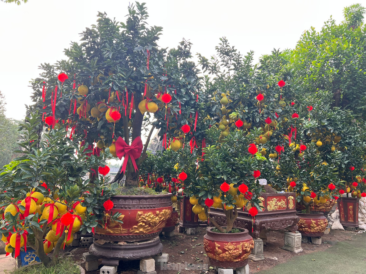 Trên đường Mai Chí Thọ (TP Thủ Đức) những ngày này, người đi đường khó có thể bỏ qua những vườn bưởi Diễn lúc lỉu trái. Bưởi Diễn đa số được đưa từ miền Bắc vào mỗi dịp Tết, trái bưởi có màu vàng rực rỡ, quả to và khi chín tỏa ra hương thơm ngát bay xa cả trăm mét.