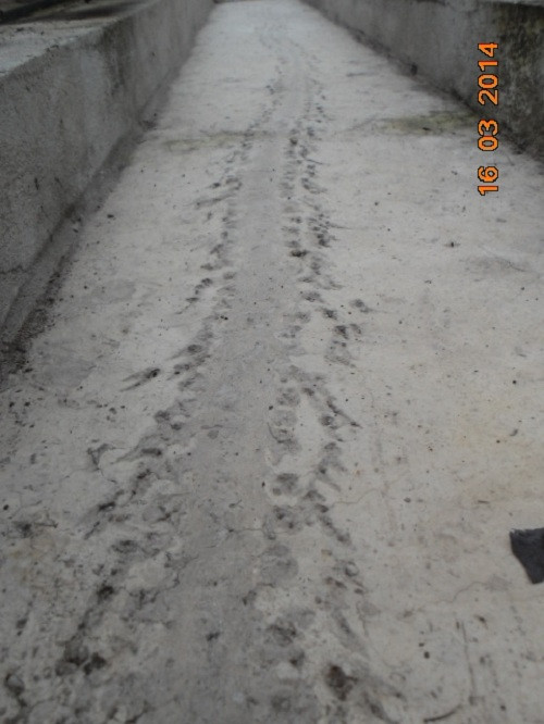 Cận cảnh một đoạn hình rồng in hình trên sân đình làng Miễu.