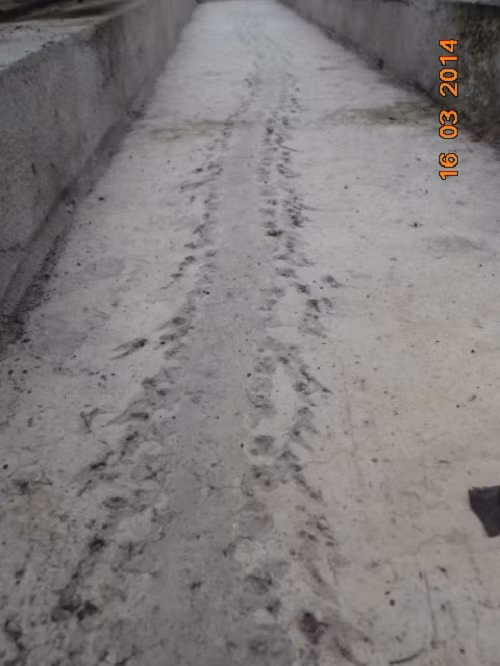 Cận cảnh một đoạn hình rồng in hình trên sân đình làng Miễu.