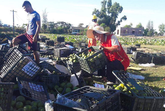 Hơn 20 tấn hoa quả đổ xuống đường được người dân gom giúp tài xế. Ảnh: Phan Hoài.