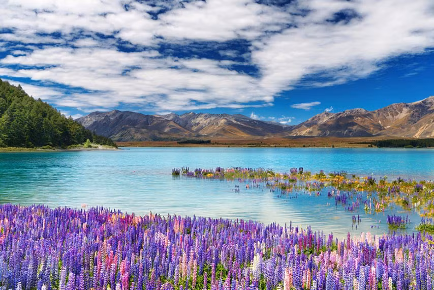 3. Hồ Tekapo – là hồ nước lớn thứ 2 trong 3 hồ nước gần như song song theo hướng Bắc Nam dọc theo rìa phía bắc lưu vực sông Mackenzie ở Đảo Nam, New Zealand