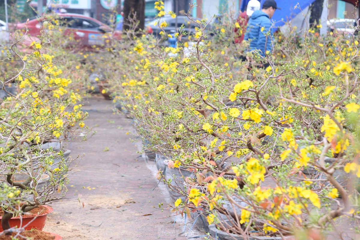 Mai vang bung no hut khach sam Tet thanh Vinh-Hinh-2