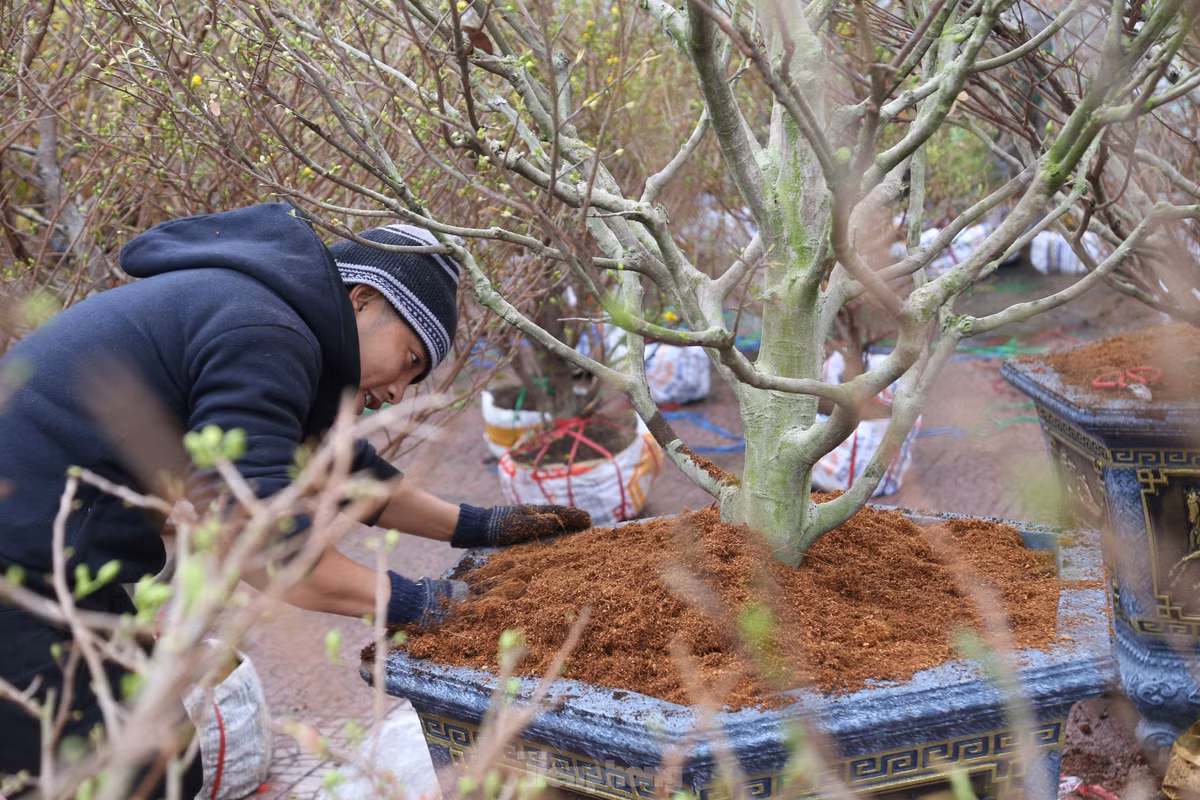 Mai vang bung no hut khach sam Tet thanh Vinh-Hinh-8