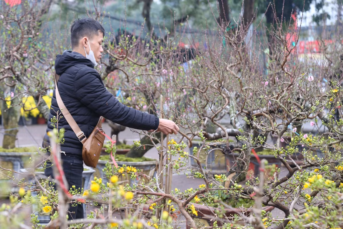 Mai vang bung no hut khach sam Tet thanh Vinh-Hinh-3
