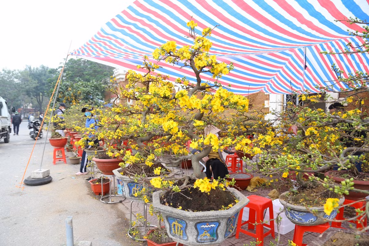 Mai vang bung no hut khach sam Tet thanh Vinh-Hinh-5