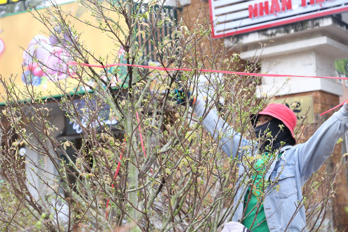 Mai vang bung no hut khach sam Tet thanh Vinh-Hinh-9