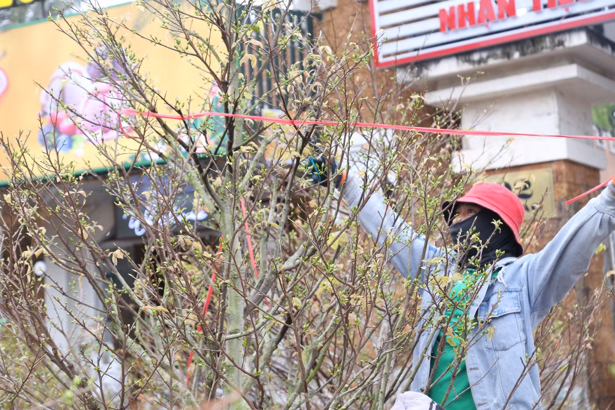 Mai vang bung no hut khach sam Tet thanh Vinh-Hinh-9