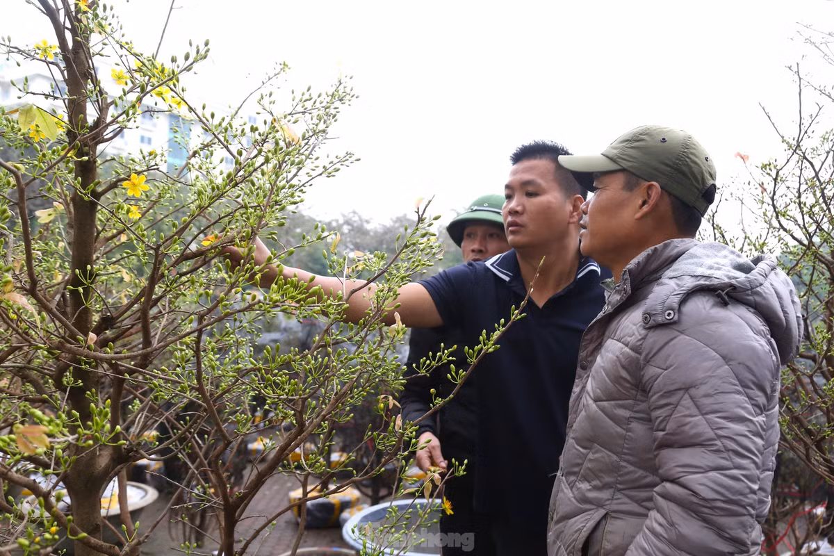 Mai vang bung no hut khach sam Tet thanh Vinh-Hinh-12