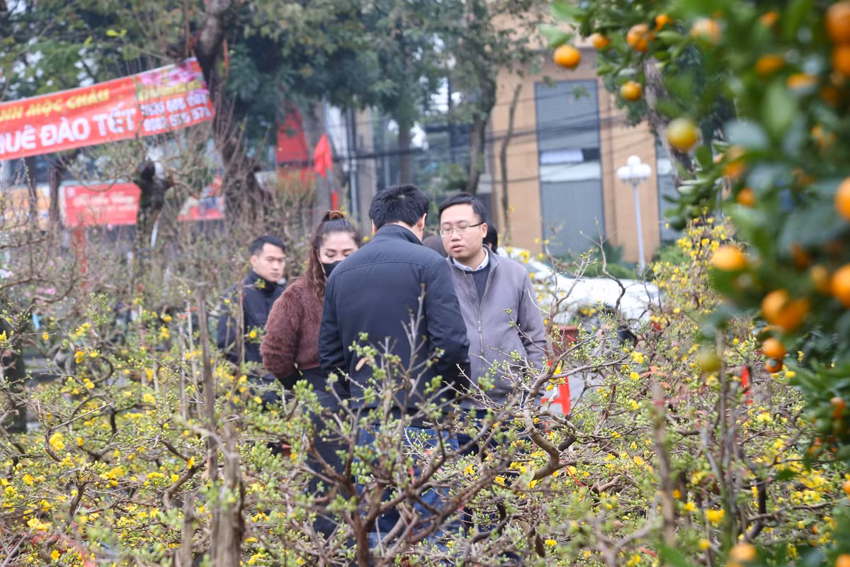 Mai vang bung no hut khach sam Tet thanh Vinh-Hinh-13