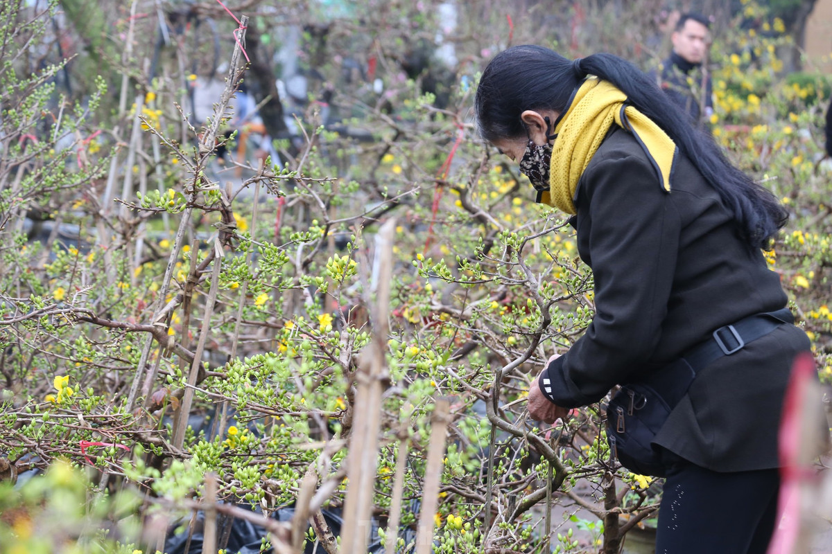 Mai vang bung no hut khach sam Tet thanh Vinh-Hinh-11