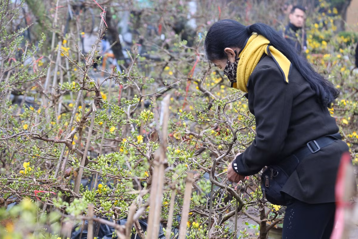 Mai vang bung no hut khach sam Tet thanh Vinh-Hinh-11