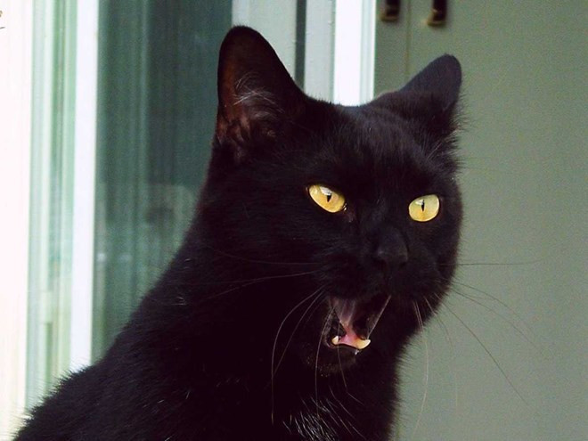 6 chieu la doi mang toi chien thang khong ai ngo toi-Hinh-6