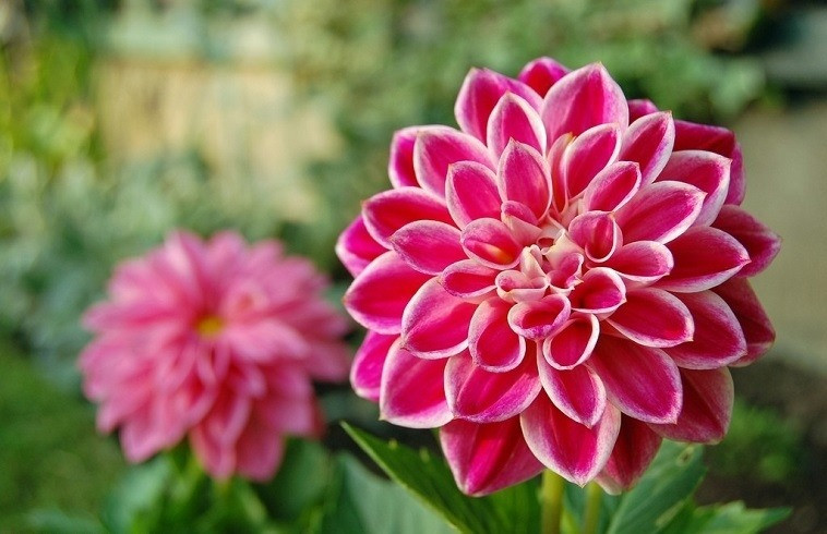 Xuan sang, 3 con giap “hoa rong”, dat duoc dinh cao trong su nghiep