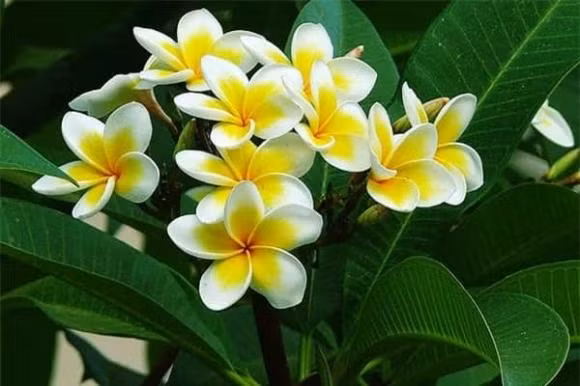 9 loai hoa tuyet doi khong dat tren ban tho ngay Tet-Hinh-4