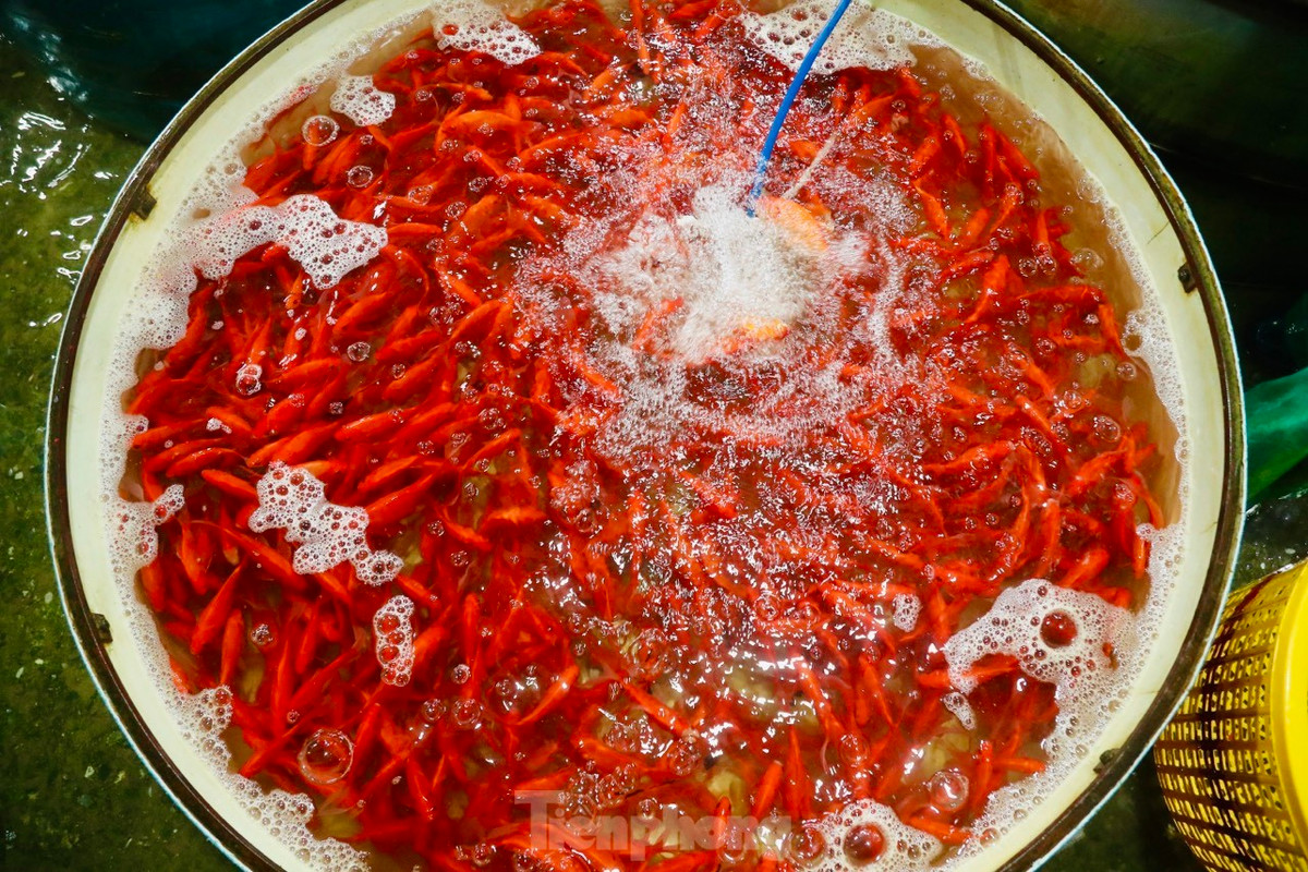 Cá chép cúng ông Công ông Táo cỡ 2 ngón tay dao động từ 60.000 đến 90.000/kg.