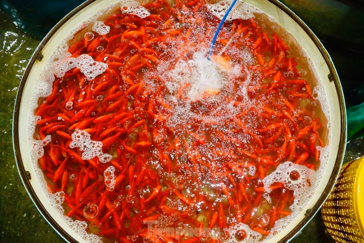 Cá chép cúng ông Công ông Táo cỡ 2 ngón tay dao động từ 60.000 đến 90.000/kg.