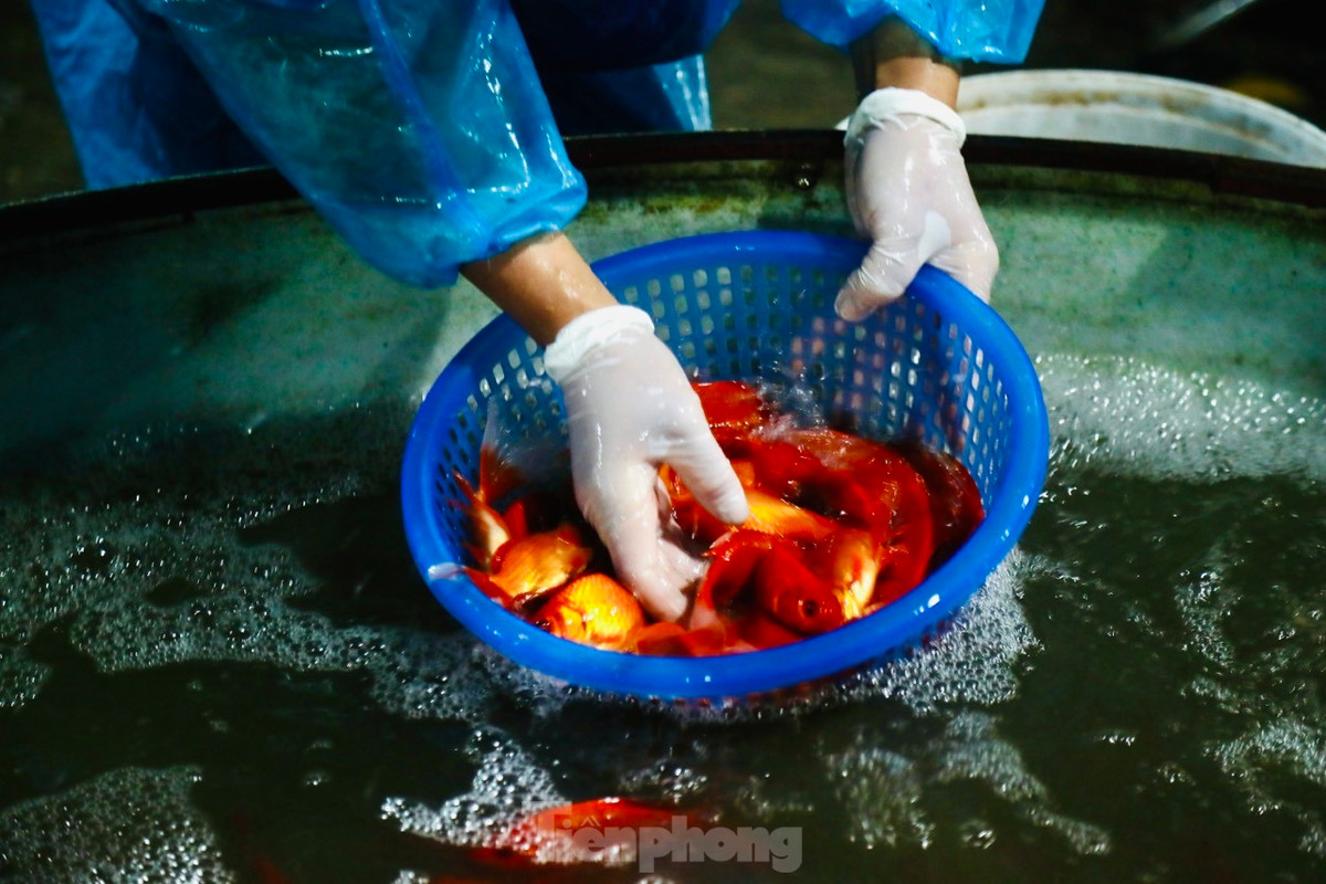 Cá chép ngay khi tới chợ liền được các chủ hàng chuyển sang các chậu nước lớn, sau đó bơm ôxy đảm bảo cá vẫn sống khỏe trong 3-4 ngày tới.