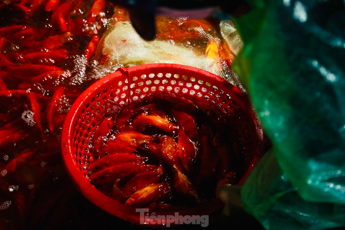 Cá chép bơi khỏe, đuôi dài, mắt sáng và không bị tróc vảy thường bán hết sớm nhất.