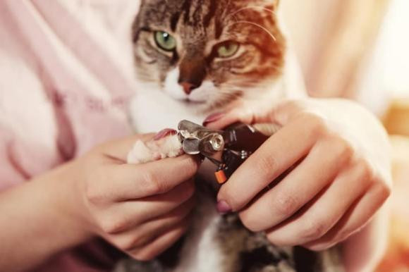 Meo dai ky voi 4 tuoi nay, thich may cung dung nuoi