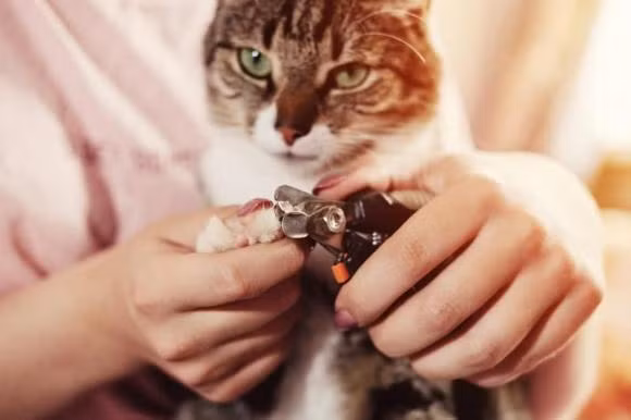 Meo dai ky voi 4 tuoi nay, thich may cung dung nuoi