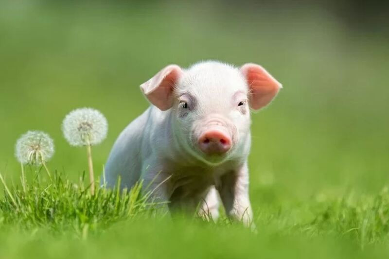 Bởi vậy mới nói, bằng mọi cách, từ giờ tới trước năm 2024, tuổi Hợi sẽ đạt được mục tiêu đã đề ra. Lúc đó, chẳng những có nhà lầu xe hơi, mà công danh vượng phát, tiền bạc rủng rỉnh, gia đình êm ấm.