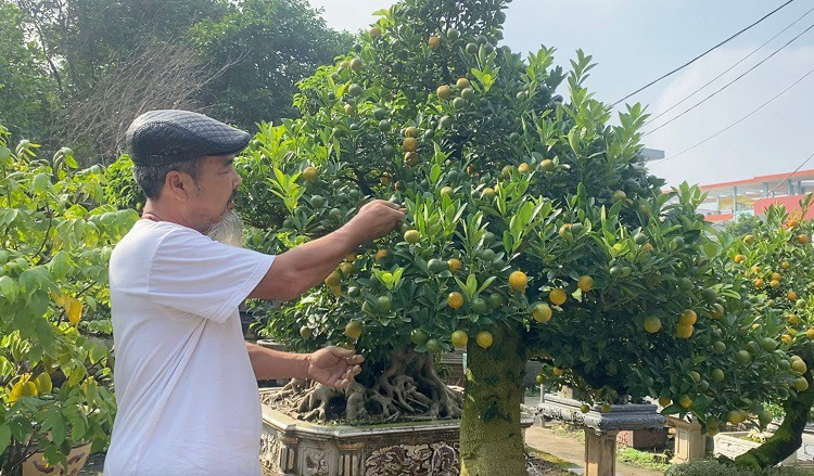 Lao nong Ha Noi mang quat ghep voi cay la, ban hang tram trieu dong/goc-Hinh-5