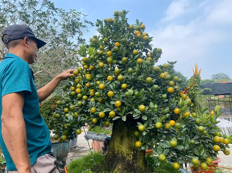 Lao nong Ha Noi mang quat ghep voi cay la, ban hang tram trieu dong/goc-Hinh-4