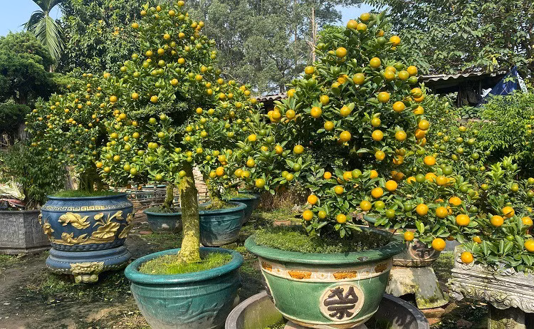 Lao nong Ha Noi mang quat ghep voi cay la, ban hang tram trieu dong/goc-Hinh-7