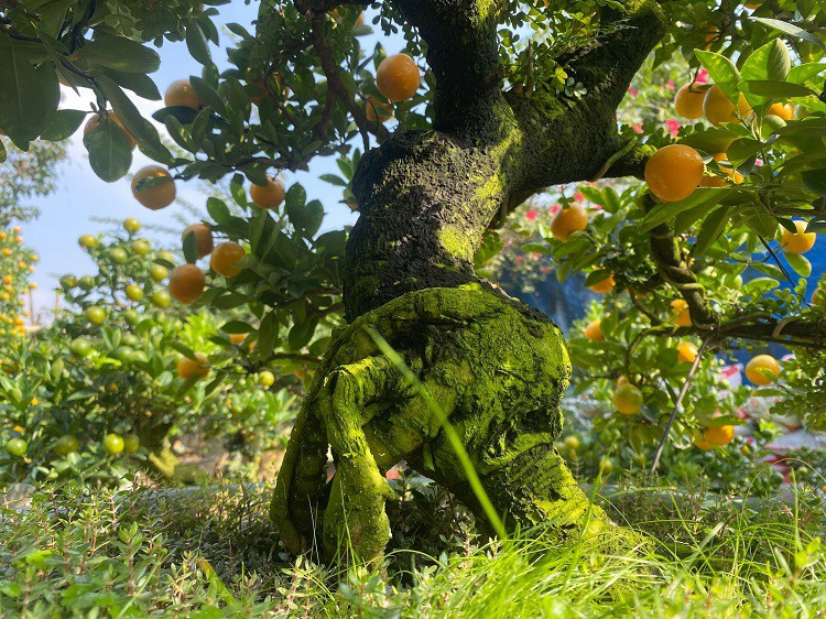 Lao nong Ha Noi mang quat ghep voi cay la, ban hang tram trieu dong/goc-Hinh-2