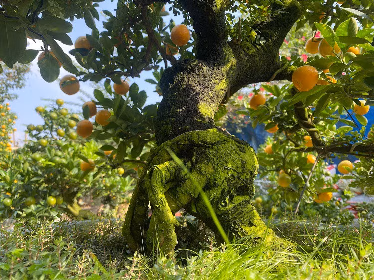 Lao nong Ha Noi mang quat ghep voi cay la, ban hang tram trieu dong/goc-Hinh-2