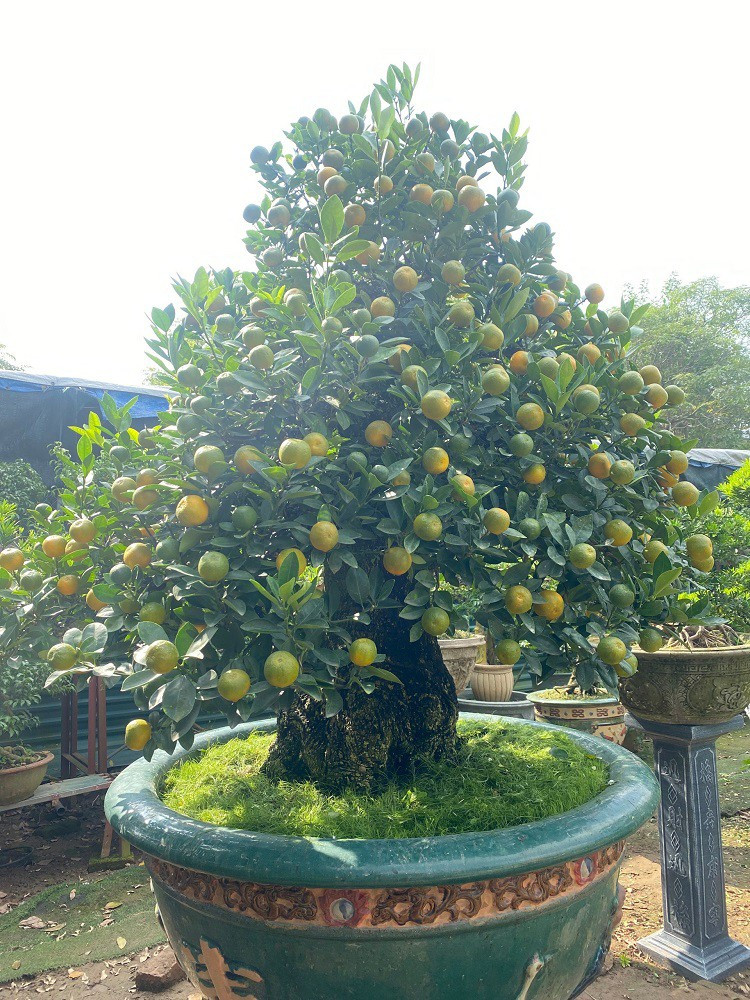 Lao nong Ha Noi mang quat ghep voi cay la, ban hang tram trieu dong/goc