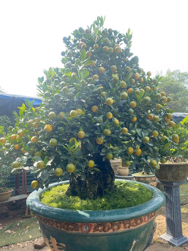 Lao nong Ha Noi mang quat ghep voi cay la, ban hang tram trieu dong/goc