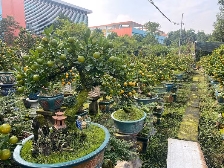 Lao nong Ha Noi mang quat ghep voi cay la, ban hang tram trieu dong/goc-Hinh-6