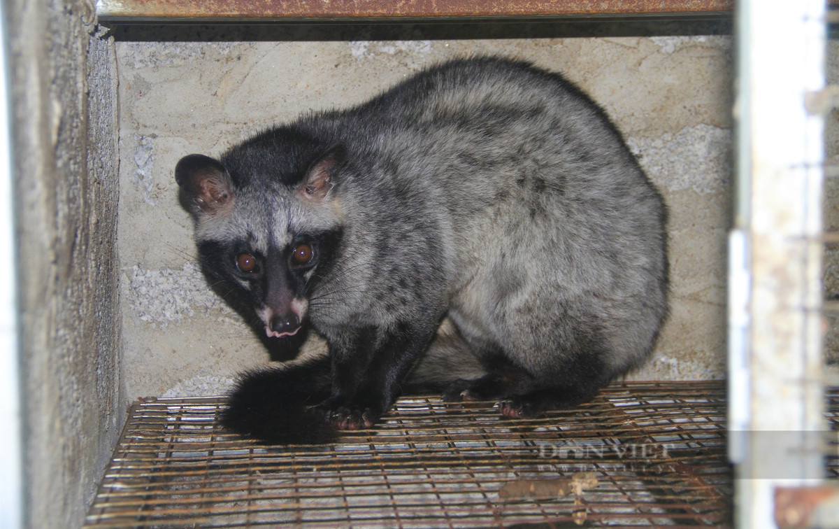 Ăn nên làm ra nhờ thuần hóa và nuôi con động vật hoang dã - Hình 2 An nen lam ra nho thuan hoa va nuoi con dong vat hoang da-Hinh-2