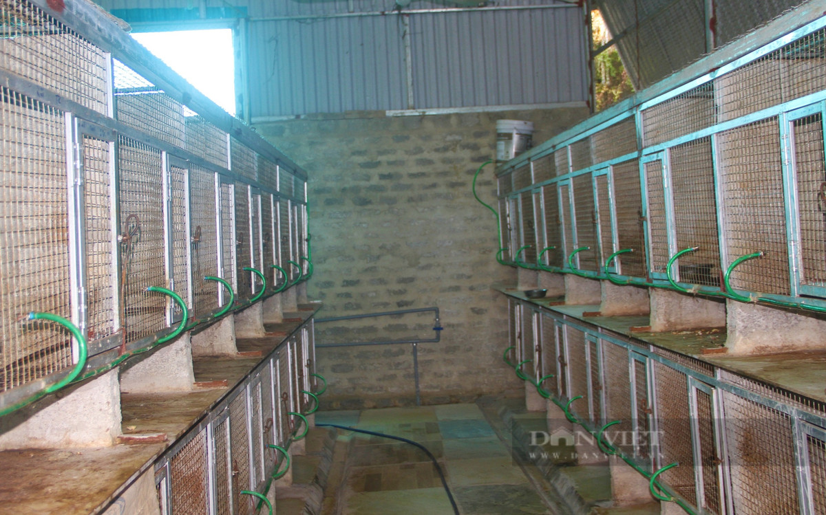 Ăn nên làm ra nhờ thuần hóa và nuôi con động vật hoang dã - Hình 3 An nen lam ra nho thuan hoa va nuoi con dong vat hoang da-Hinh-3