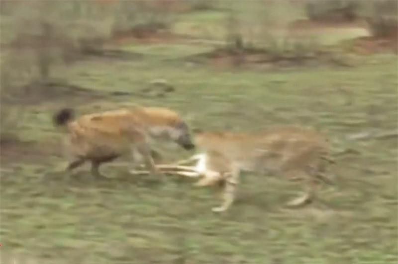 Linh cẩu vô tình cứu linh dương thoát chết trước miệng báo săn ảnh 1 Linh cẩu vô tình cứu linh dương thoát chết trước miệng báo săn ảnh 1