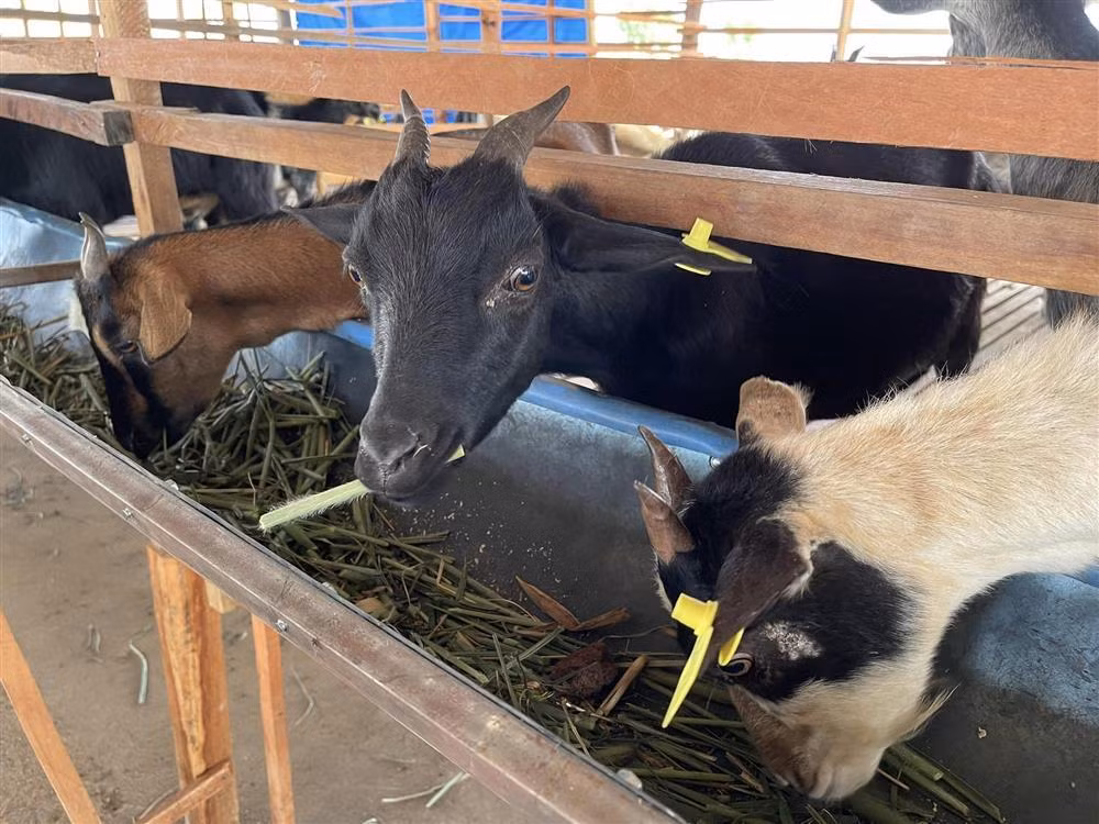 Quang Linh Vlog boi thu tren manh dat can coi o chau Phi-Hinh-11