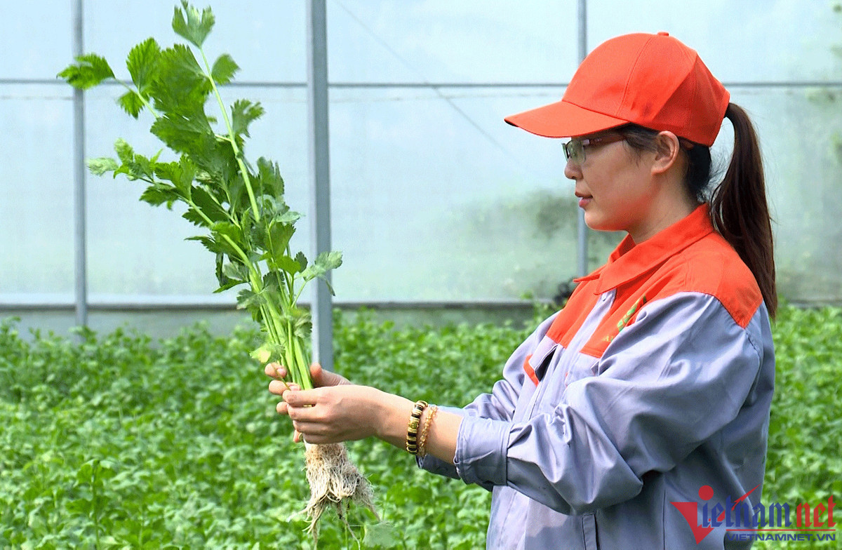 9X khởi nghiệp trồng rau, ngày chỉ ăn 1 ổ bánh mì nay thu 18 tỷ/năm 9X khoi nghiep trong rau, ngay chi an 1 o banh mi nay thu 18 ty/nam