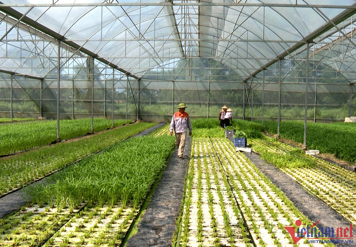 9X khởi nghiệp trồng rau, ngày chỉ ăn 1 ổ bánh mì nay thu 18 tỷ/năm - Hình 2 9X khoi nghiep trong rau, ngay chi an 1 o banh mi nay thu 18 ty/nam-Hinh-2