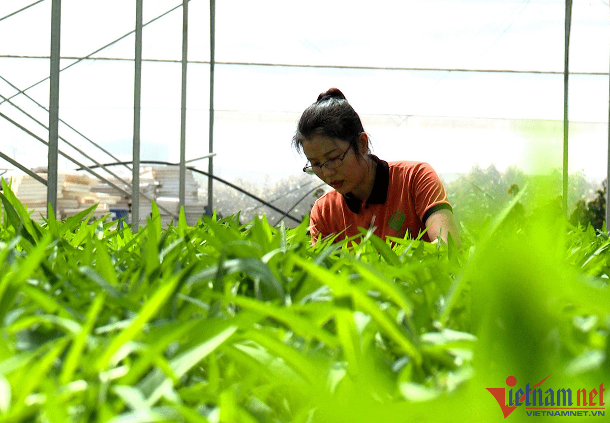 9X khởi nghiệp trồng rau, ngày chỉ ăn 1 ổ bánh mì nay thu 18 tỷ/năm - Hình 4 9X khoi nghiep trong rau, ngay chi an 1 o banh mi nay thu 18 ty/nam-Hinh-4