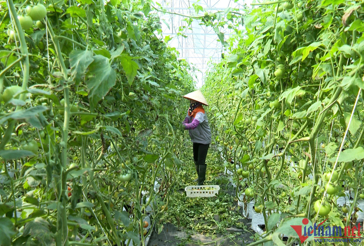 9X khởi nghiệp trồng rau, ngày chỉ ăn 1 ổ bánh mì nay thu 18 tỷ/năm - Hình 3 9X khoi nghiep trong rau, ngay chi an 1 o banh mi nay thu 18 ty/nam-Hinh-3