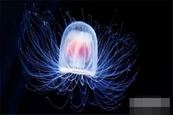 Sua hai dang: Loai sua co the song mai-Hinh-2