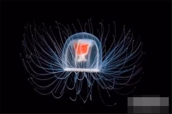 Sua hai dang: Loai sua co the song mai