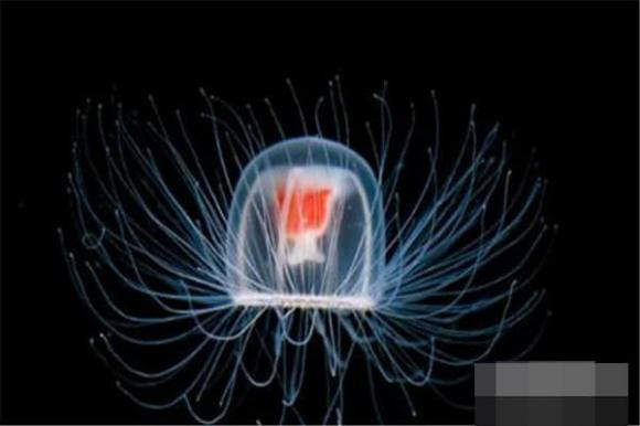 Sua hai dang: Loai sua co the song mai-Hinh-3