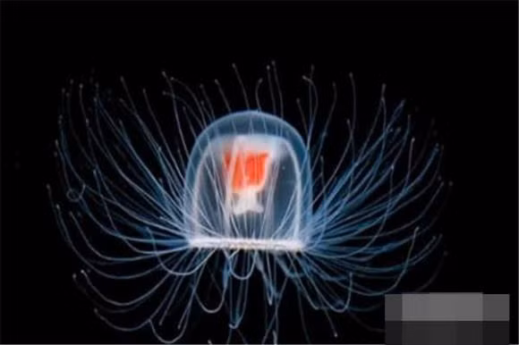 Sua hai dang: Loai sua co the song mai-Hinh-3