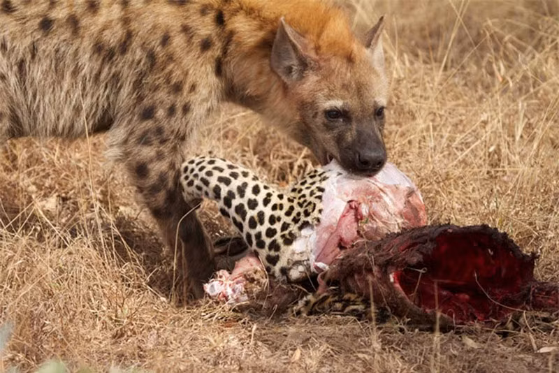 Clip: Những khoảnh khắc săn mồi kinh hoàng của linh cẩu ảnh 1