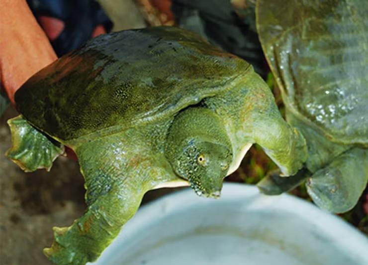 Nuoi loai cua la trong ao nha moi nam lai hang tram trieu