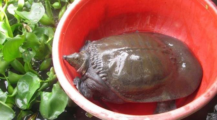 Mỗi ngày cũng chỉ cần cho cua đinh ăn một lần vào buổi chiều từ 4 - 5 giờ. Trung bình một con cua đinh nuôi từ nhỏ đến xuất bán chỉ tốn khoảng 500.000 đồng tiền thức ăn