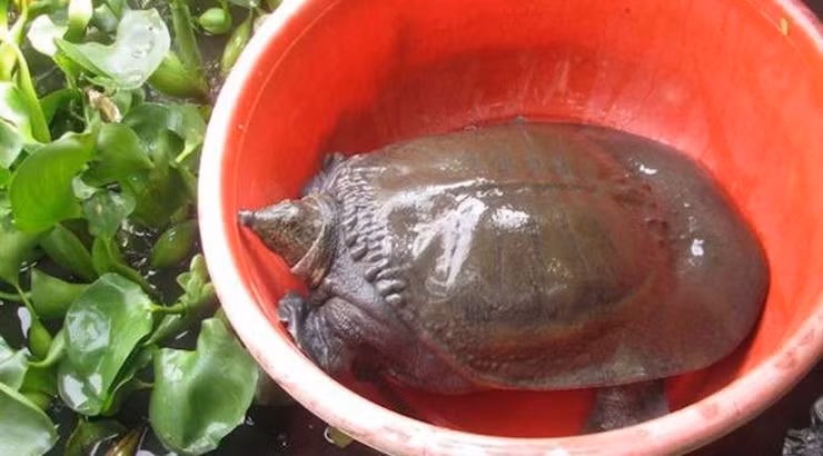 Mỗi ngày cũng chỉ cần cho cua đinh ăn một lần vào buổi chiều từ 4 - 5 giờ. Trung bình một con cua đinh nuôi từ nhỏ đến xuất bán chỉ tốn khoảng 500.000 đồng tiền thức ăn