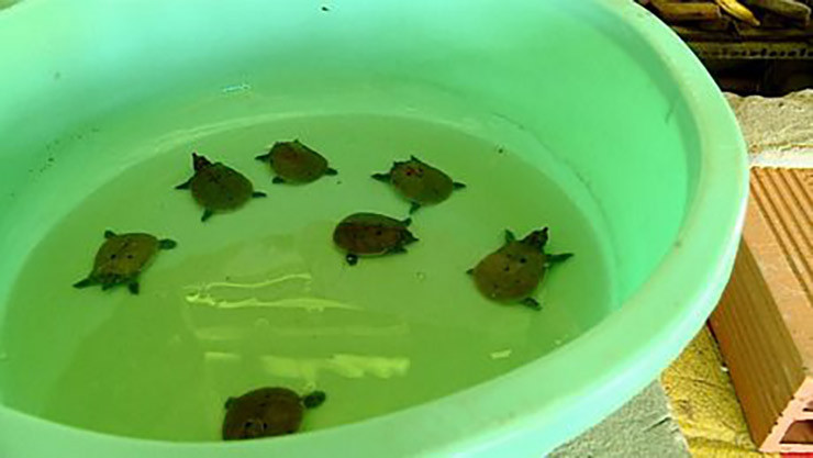 Ông Thanh cho biết nuôi cua đinh khó hơn ba ba nhưng chúng tăng trọng nhanh và bán giá cao nên khi nuôi thành công sẽ có lợi nhuận cao gấp nhiều lần so với ba ba